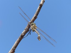 Phyllomacromia picta