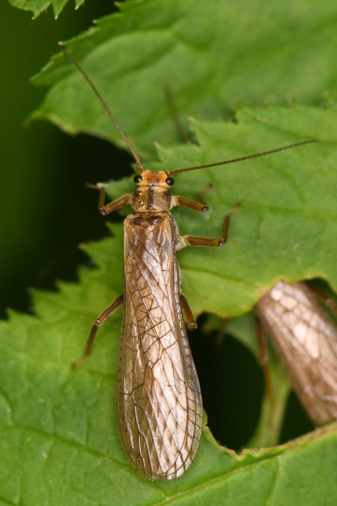 Soliperla quadrispinula