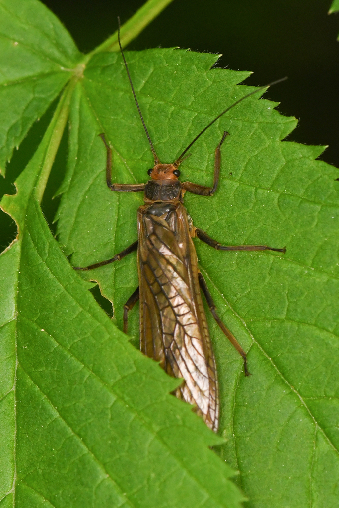 Sierraperla