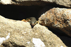 Plestiodon obsoletus