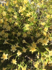 Diplacus longiflorus