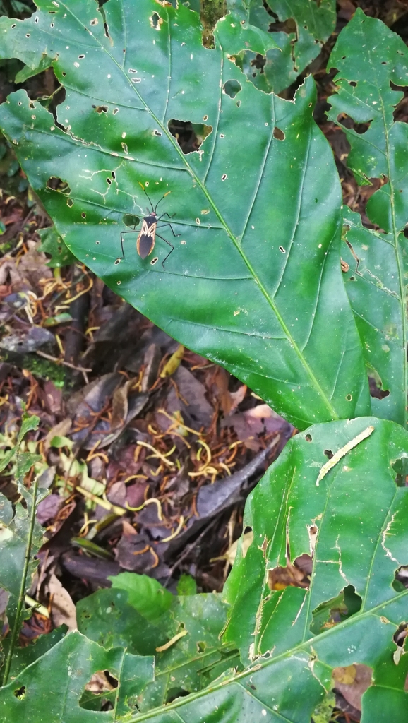 Salapia nigra