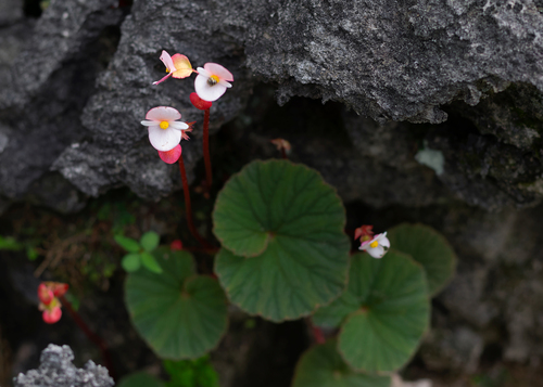 Begonia soluta