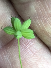 Thalictrum thalictroides