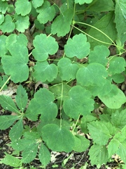 Thalictrum thalictroides