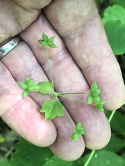 Thalictrum thalictroides
