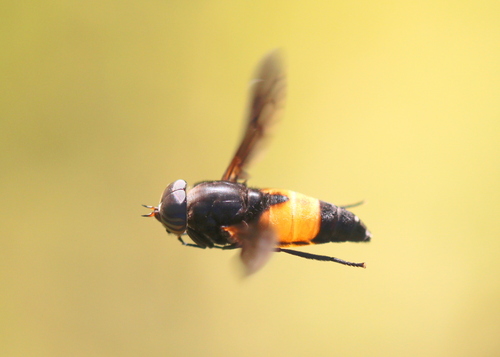 Hybomitra cincta photo 3