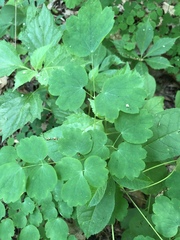 Thalictrum thalictroides
