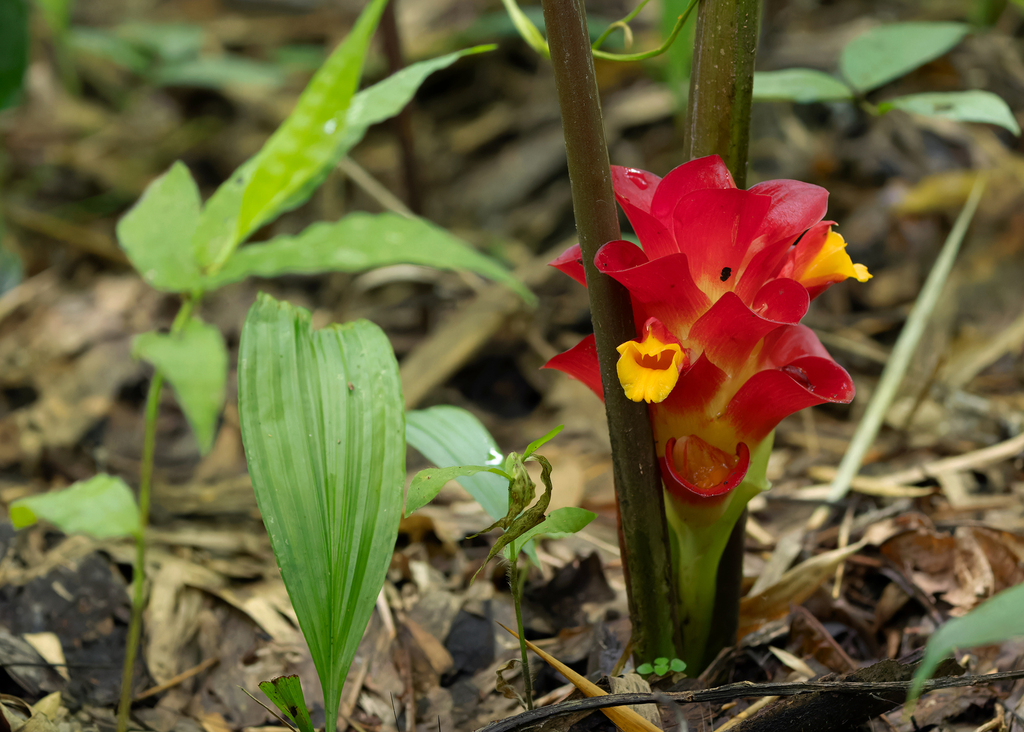 Curcuma rubrobracteata