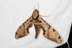 Protambulyx eurycles