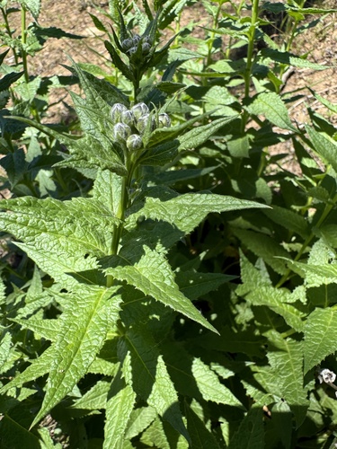 Image of American Saw-Wort by no rights reserved