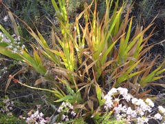 Chasmanthe floribunda