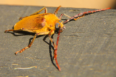 Acanthinodera cumingii