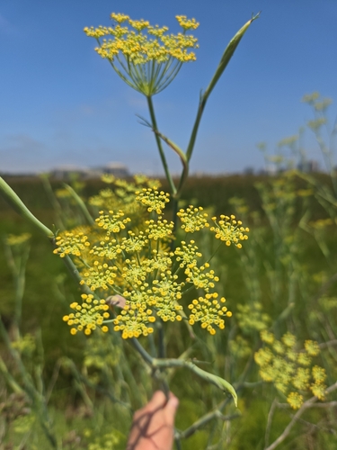 iNaturalist observation photo of fennel