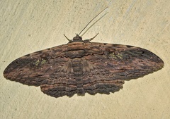 Anisoneura aluco