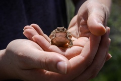 Phrynosoma douglasii