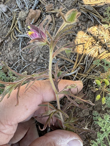 Image of Cordylanthus capitatus by no rights reserved