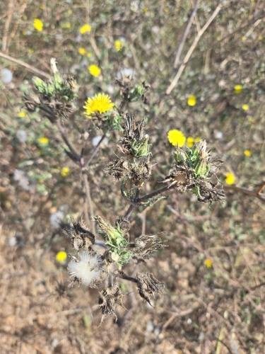 iNaturalist observation photo of bristly oxtongue