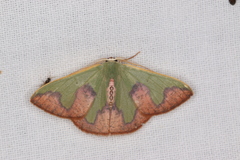 Oospila circumsignata