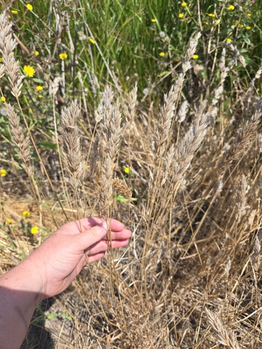 iNaturalist observation photo of common soft brome