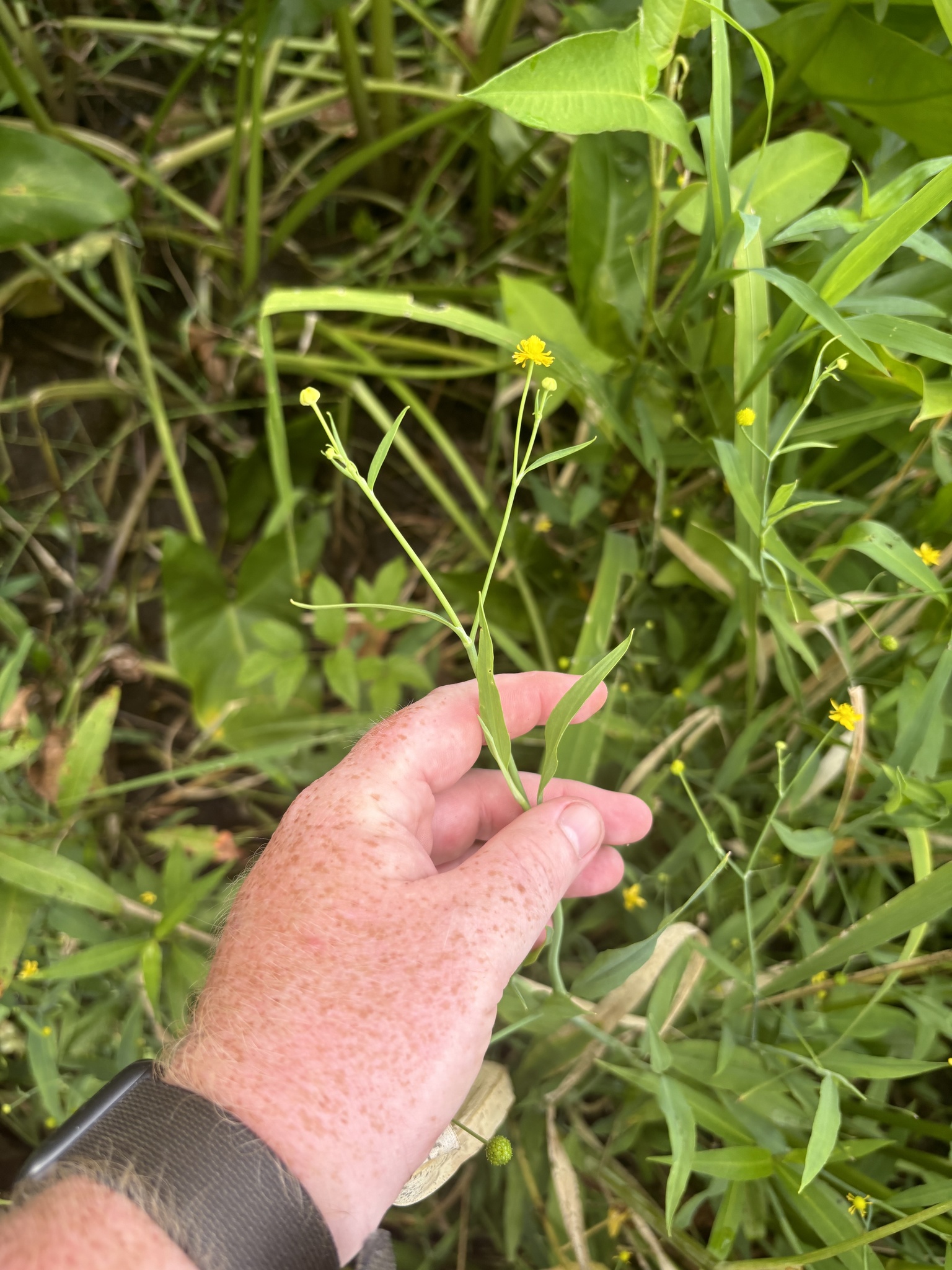 Water-Plantain Spearwort (Ranunculus ambigens)