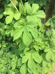 Humulus lupulus