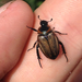 Sand Chafer - Photo (c) Corey Lange, some rights reserved (CC BY-NC), uploaded by Corey Lange
