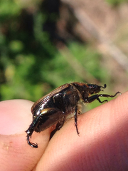 Strigoderma arbicola