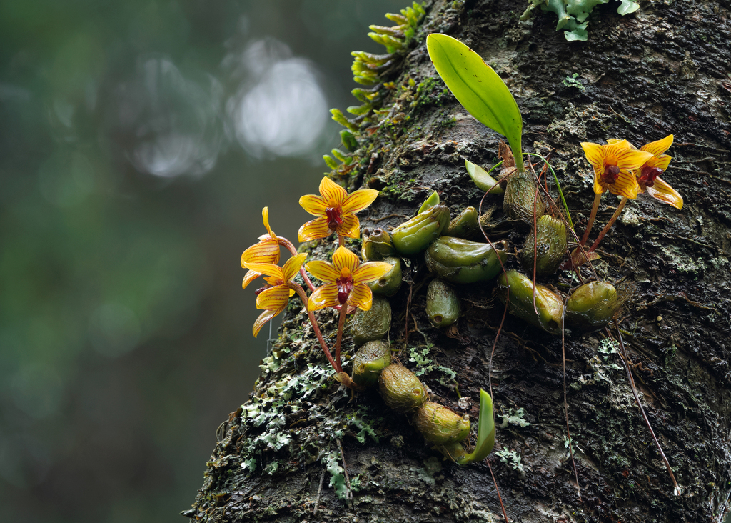 Bulbophyllum psittacoglossum Rchb.f. 4