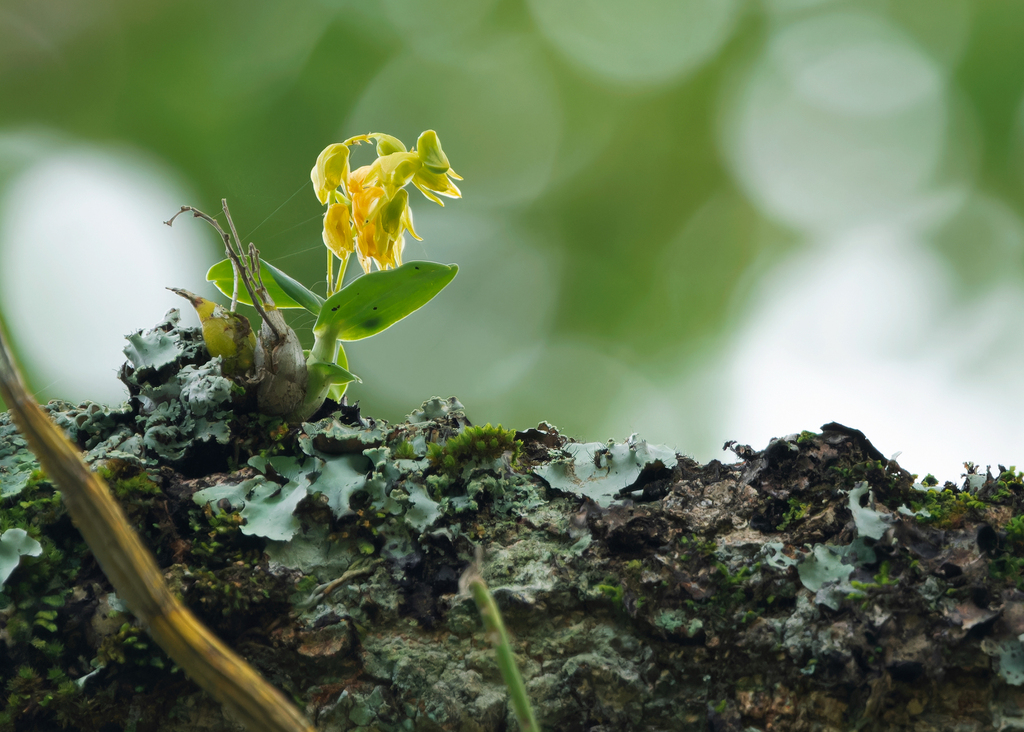 Dendrobium kanburiense Seidenf.