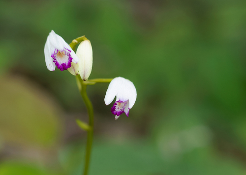 Bletilla foliosa