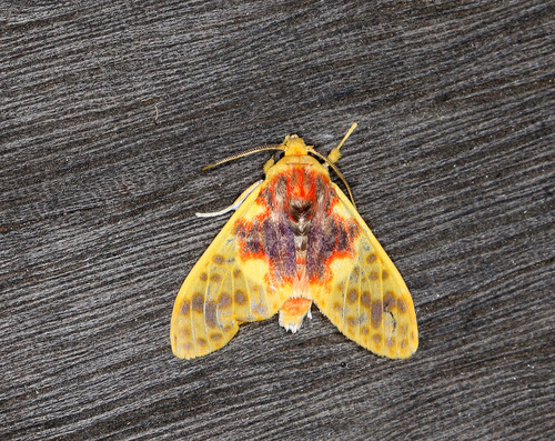 Amaxia gnosia