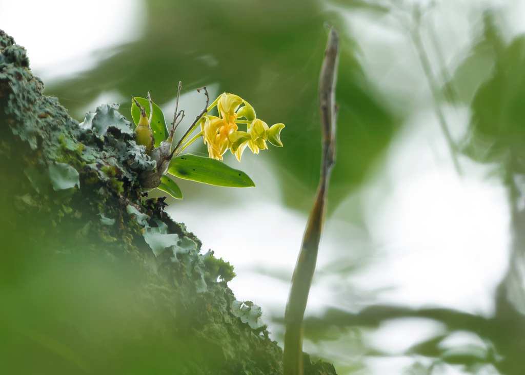 Dendrobium kanburiense Seidenf. 2