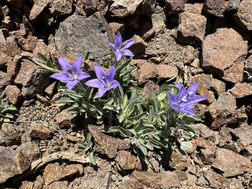 Image of Campanula scabrella by no rights reserved