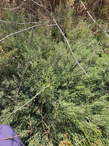 iNaturalist observation photo of Alkali Heath