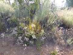 Chasmanthe floribunda