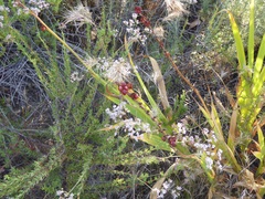 Chasmanthe floribunda