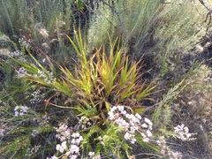 Chasmanthe floribunda