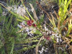Chasmanthe floribunda