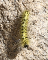 Lophocampa mixta