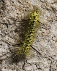 Lophocampa mixta