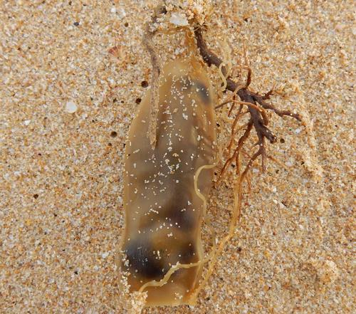 Poroderma pantherinum