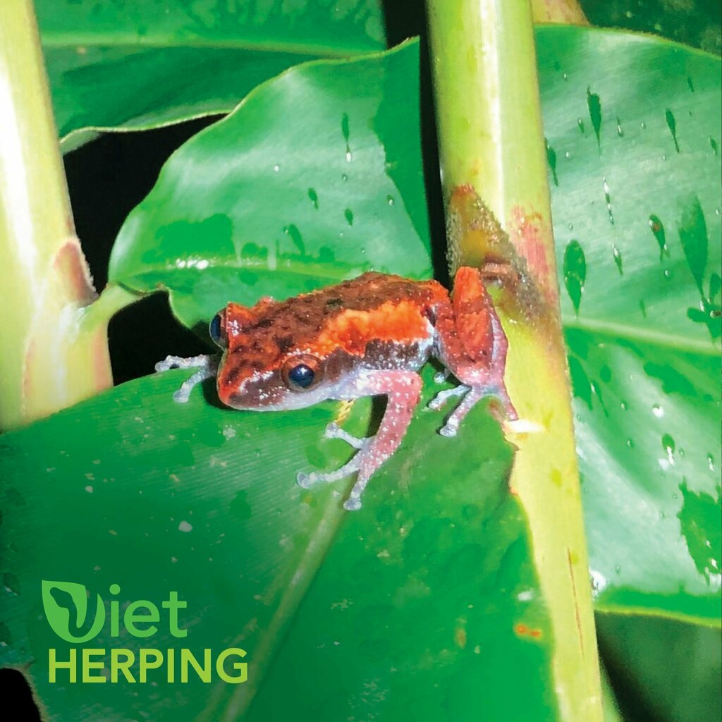 Misty Moss Frog