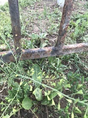 Capsella bursa-pastoris