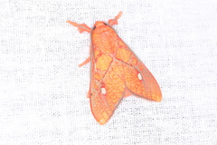 Ernassa sanguinolenta