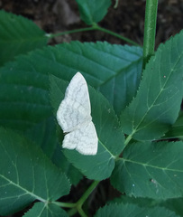 Scopula floslactata