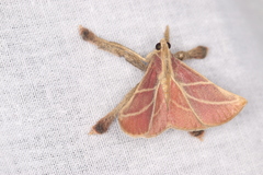 Pachypodistes goeldii