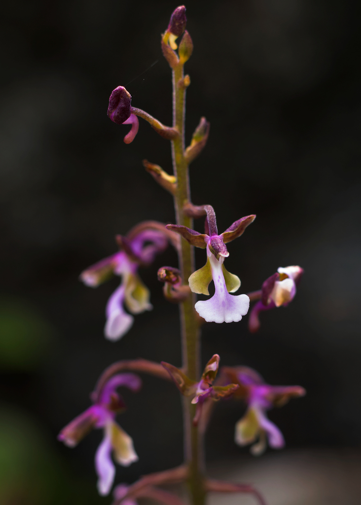 Sirindhornia mirabilis
