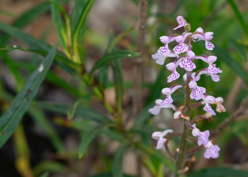 Sirindhornia