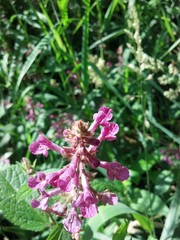 Stachys chamissonis cooleyae